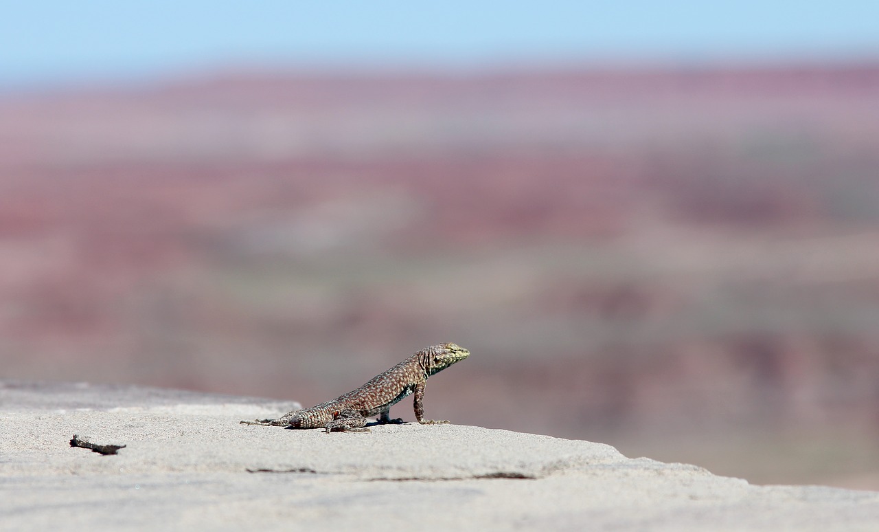 lizard desert mountain free photo