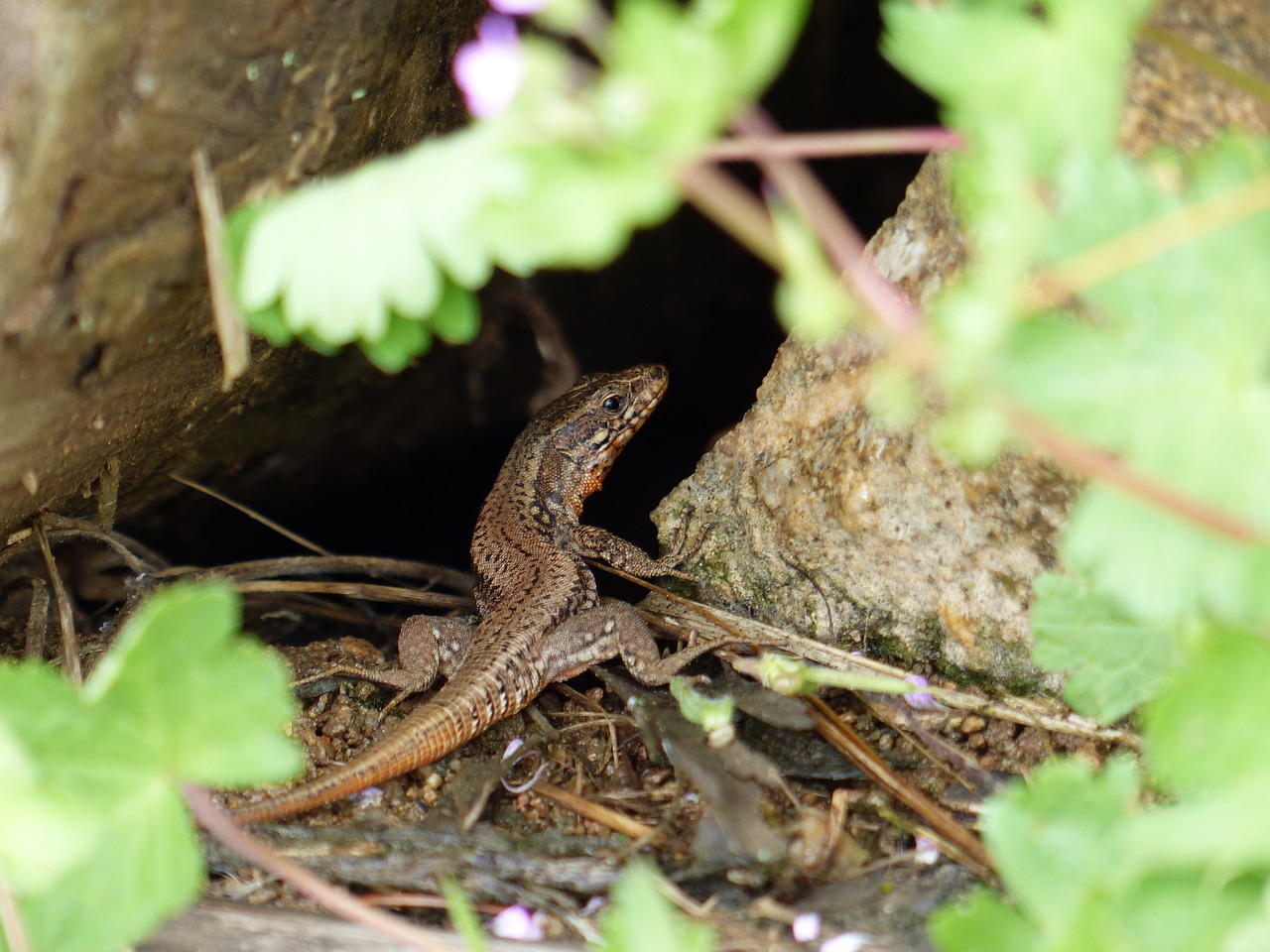 lizard green forest free photo