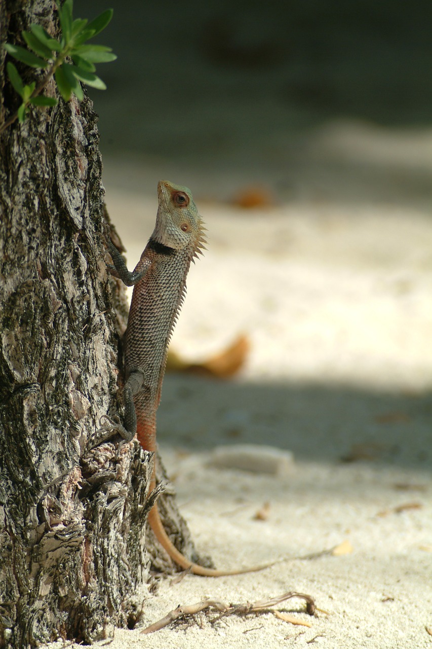 lizard gecko maldives free photo