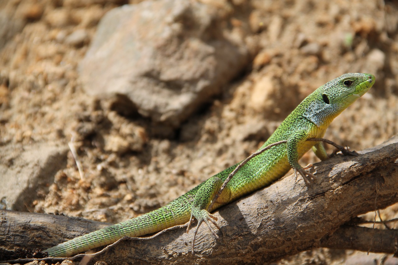 lizard dragon nature free photo