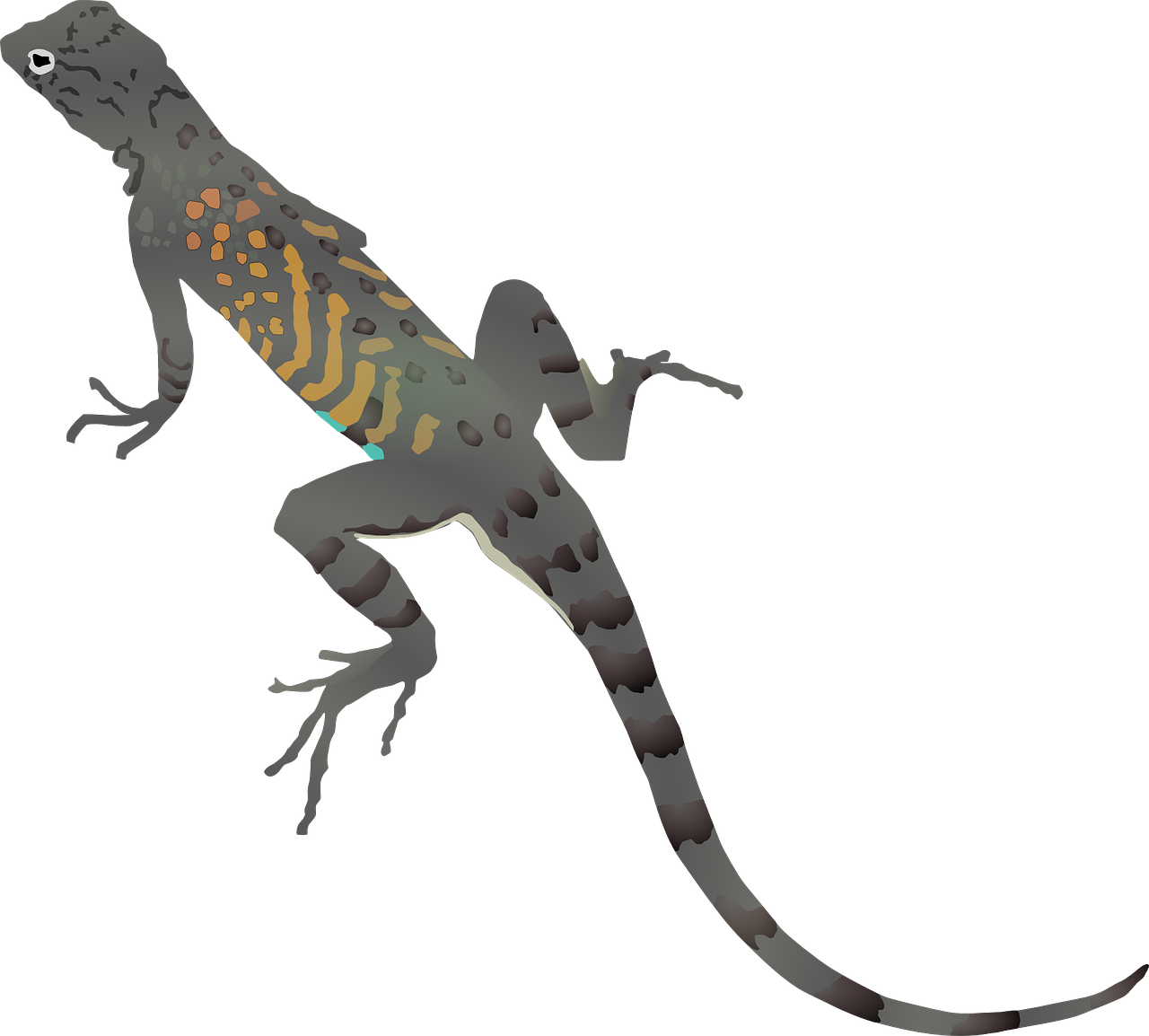 lizard gecko dragon free photo