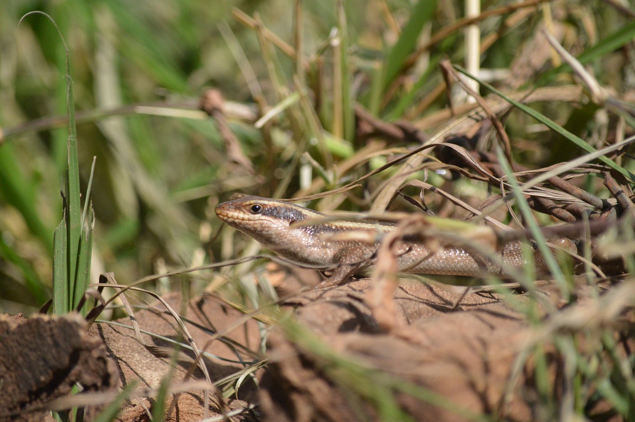 lizard nature reptile free photo