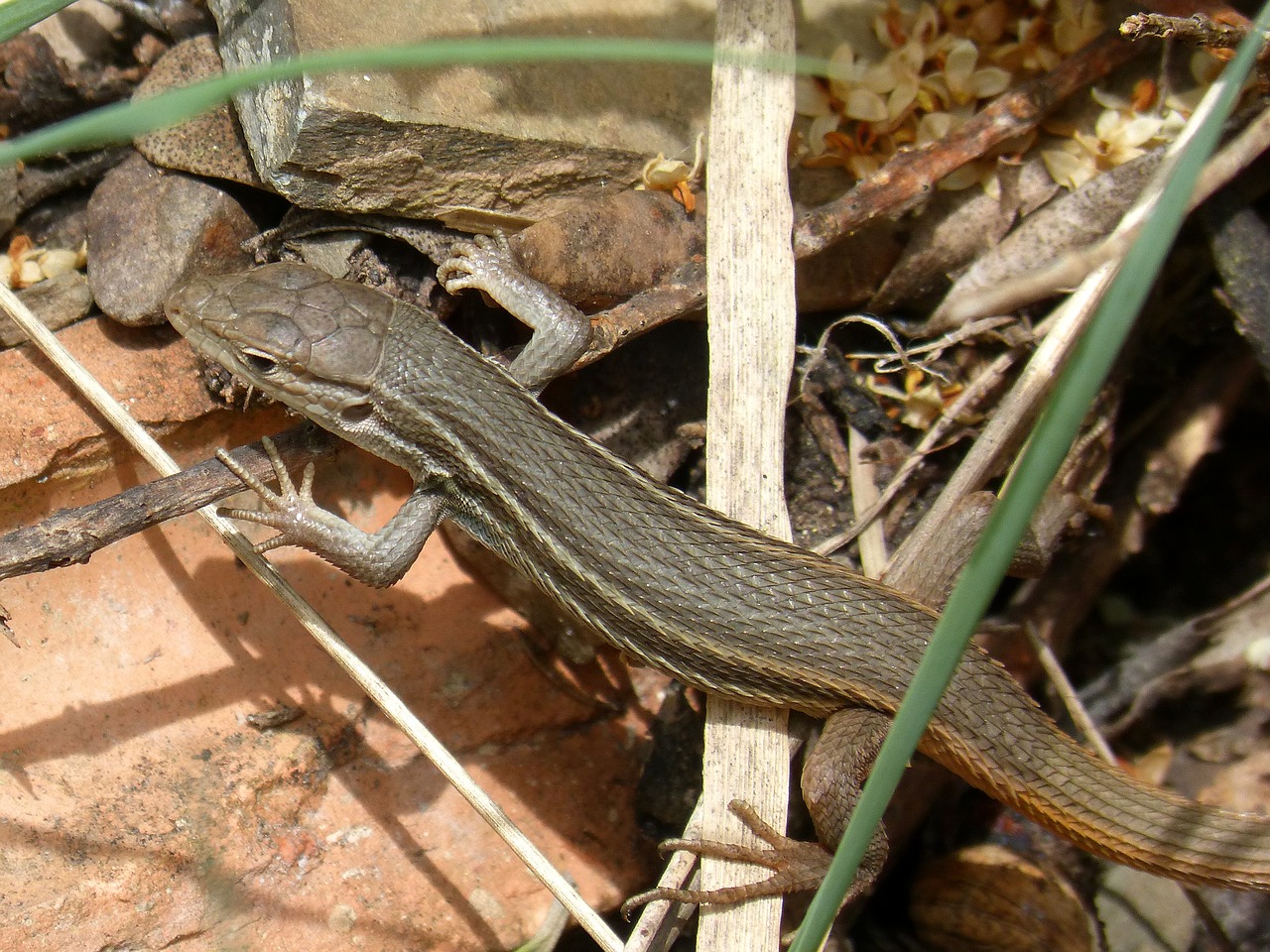 lizard detail sargantana free photo