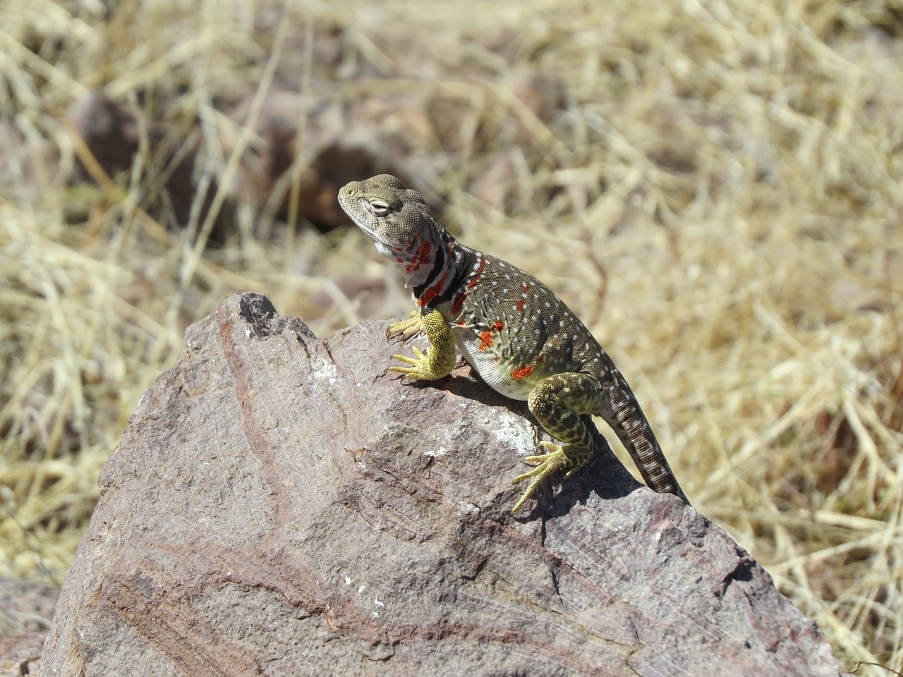 lizard reptile colorful free photo