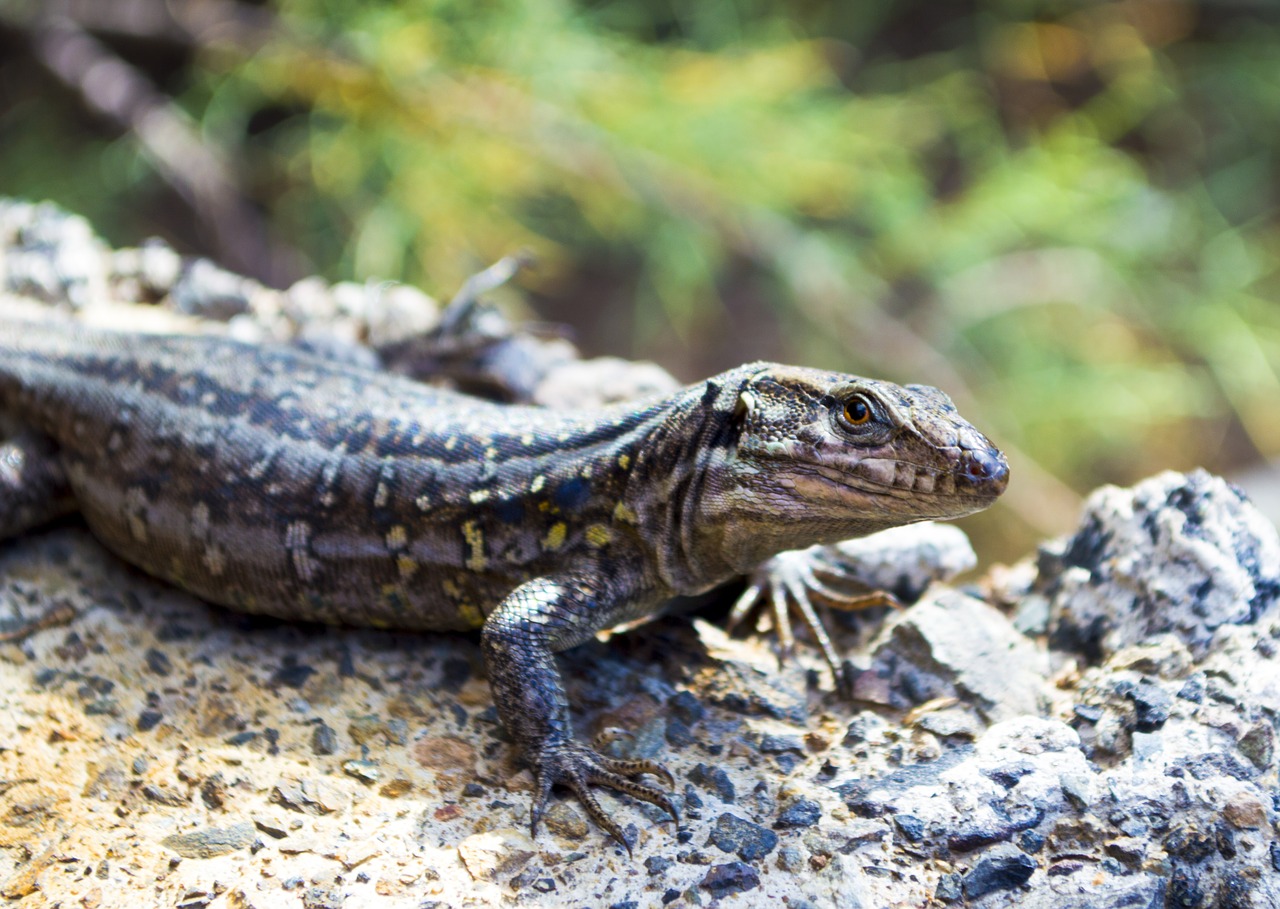 lizard reptile animal free photo