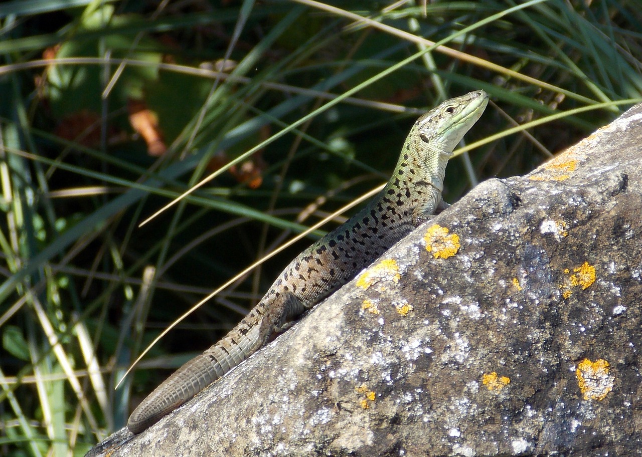 lizard reptile green free photo