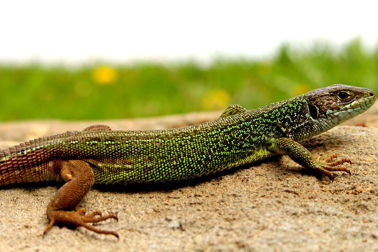 lizard nature forest free photo