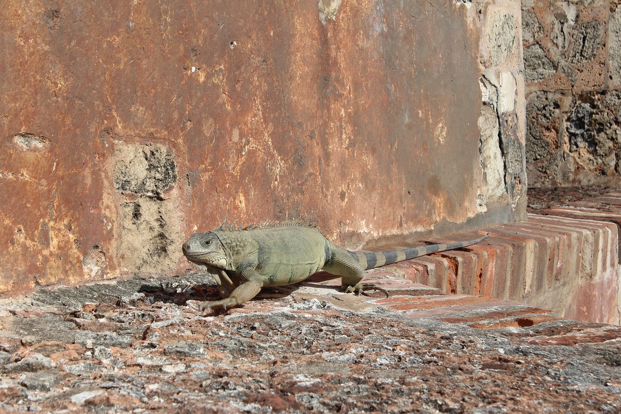 lizard dragon reptile free photo