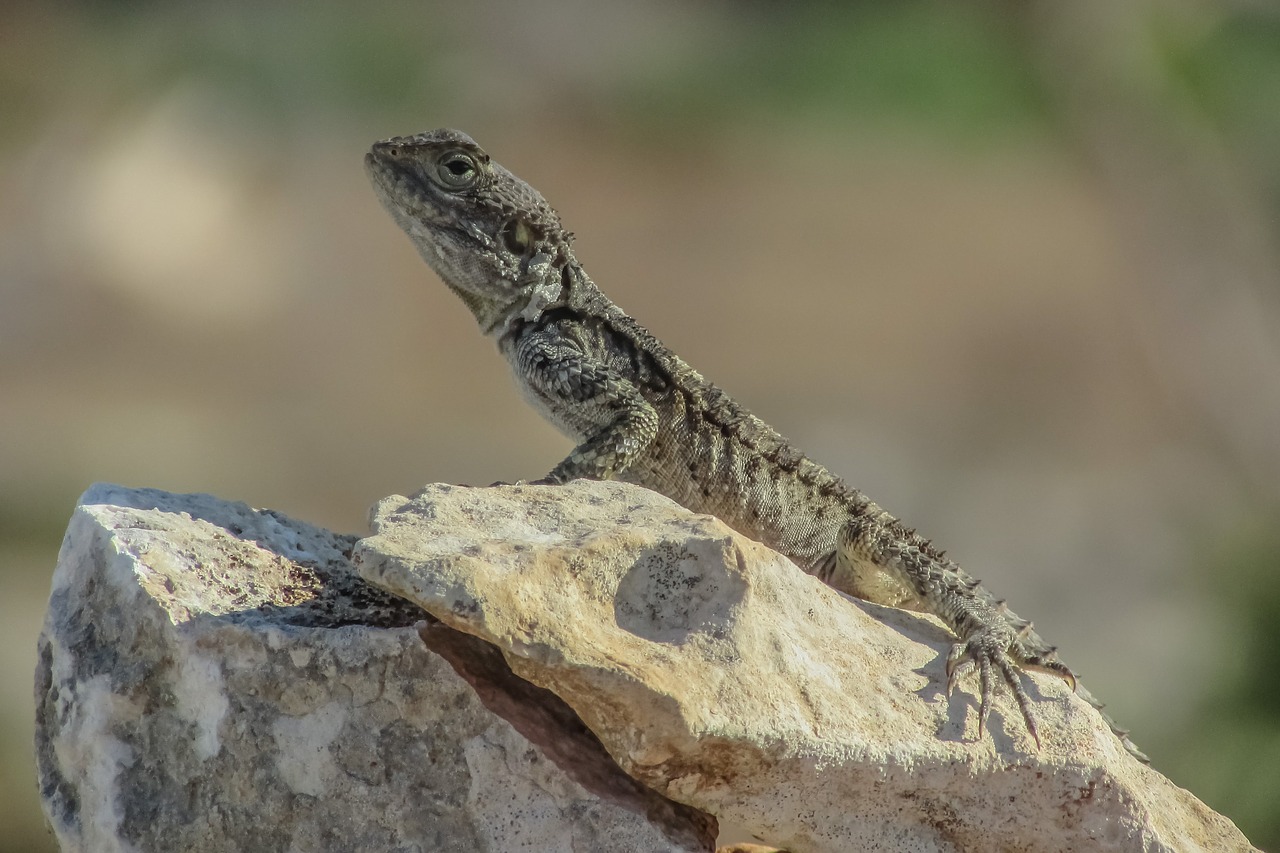 lizard kurkutas reptile free photo