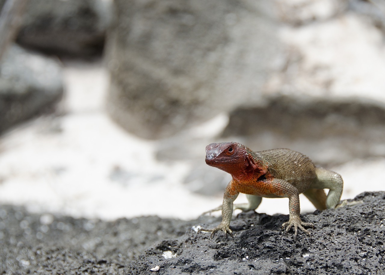 lizard galapagos islands reptile free photo
