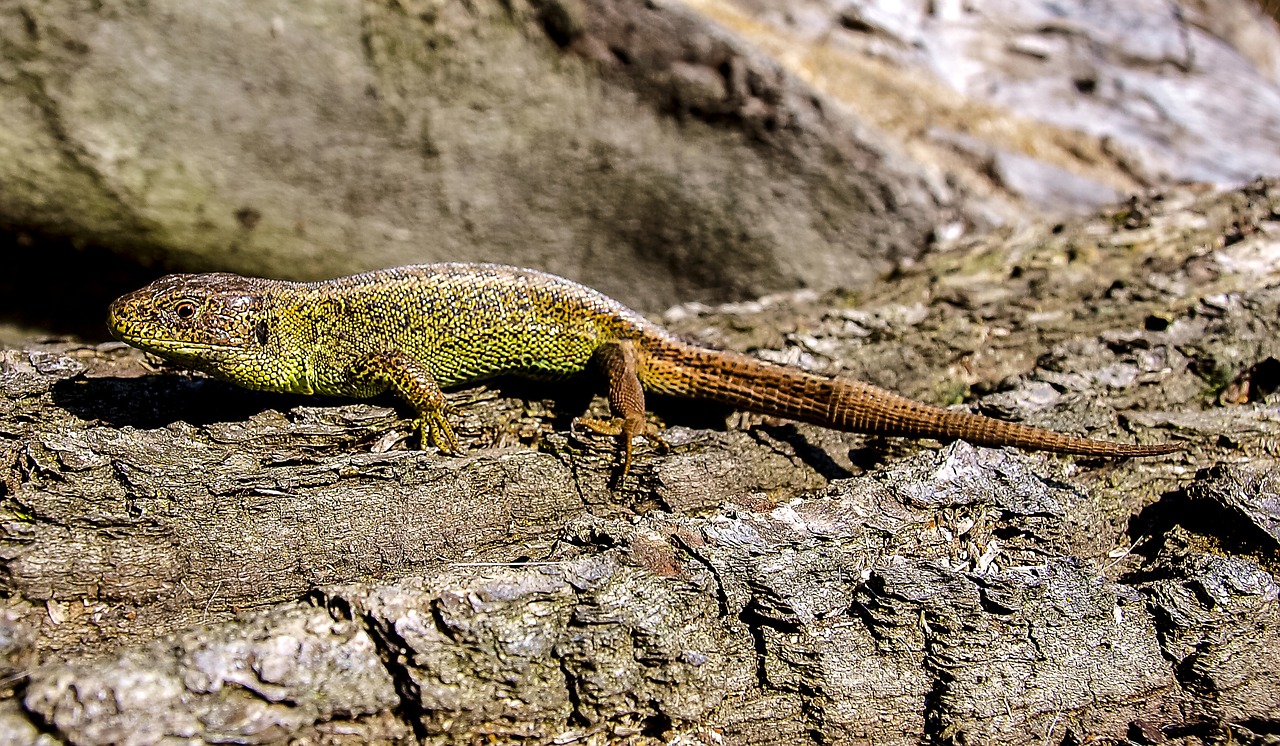 lizard sand lizard reptile free photo