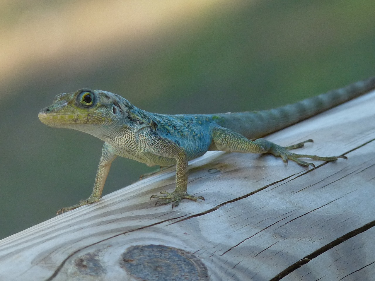 lizard reptile green free photo