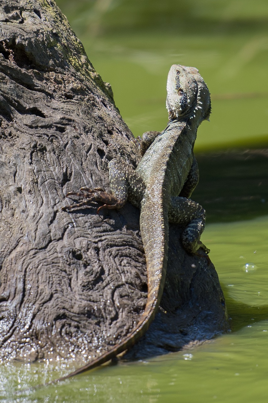 lizard reptile wildlife free photo