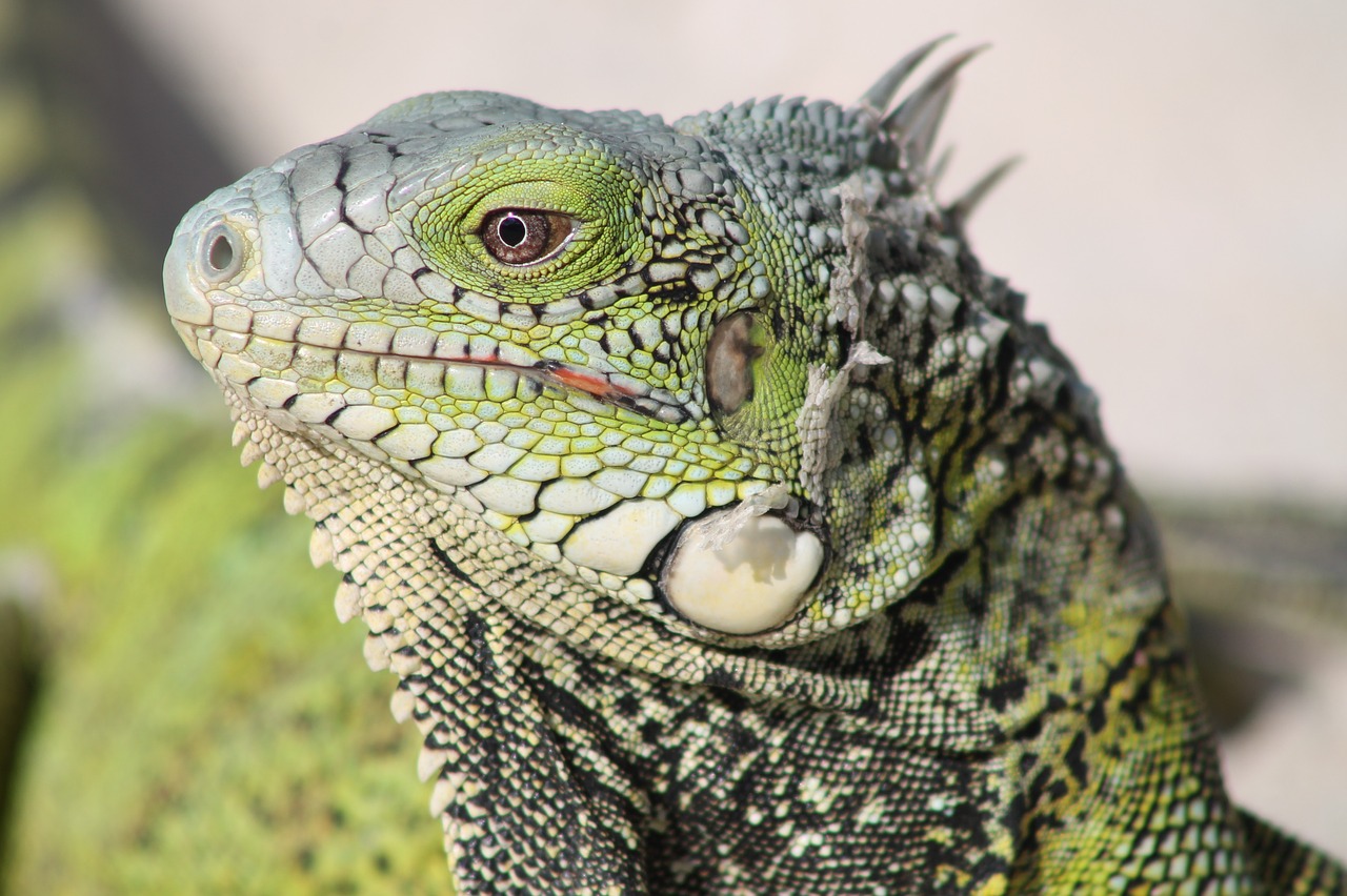 lizard close up dry skin free photo