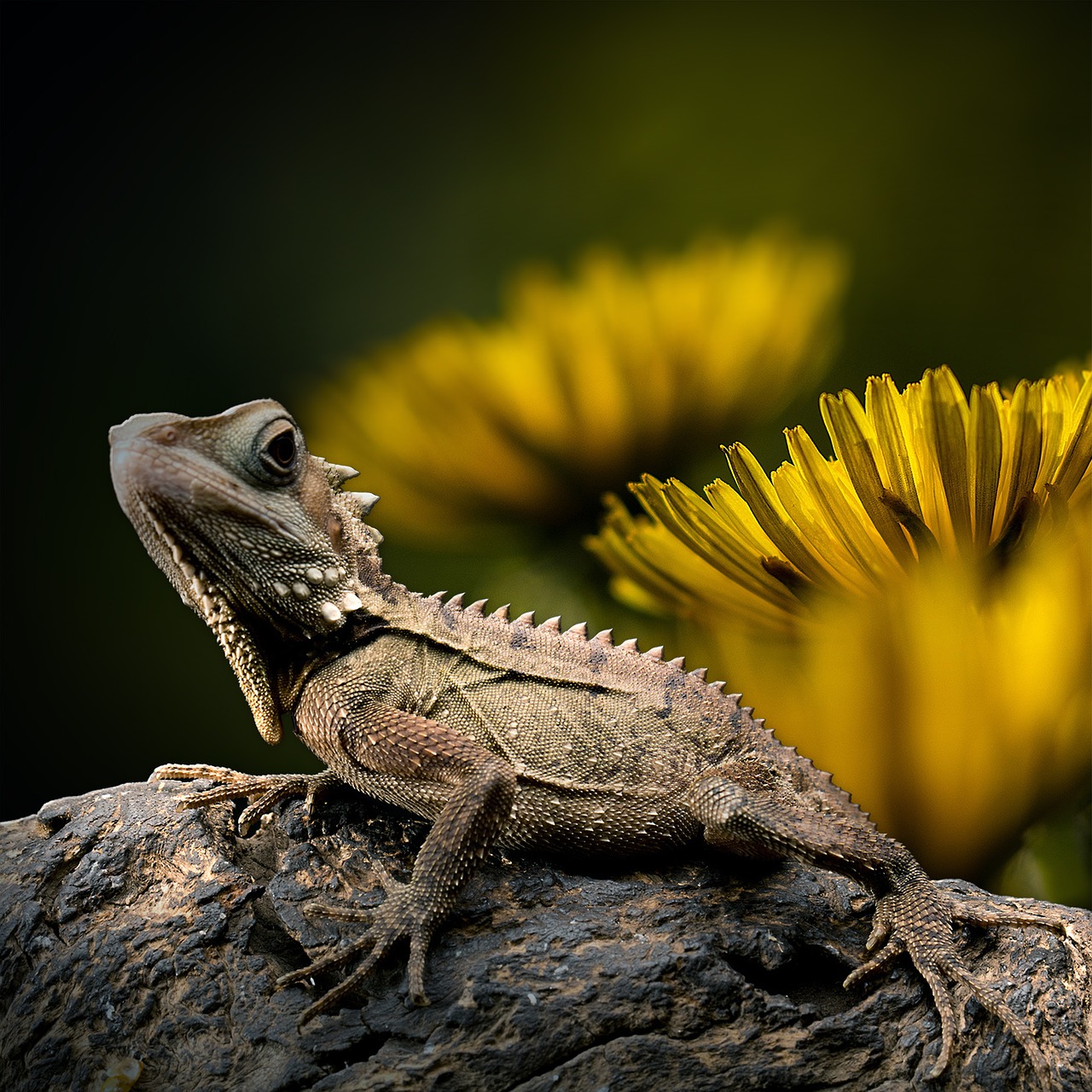 lizard dandelion reptile free photo