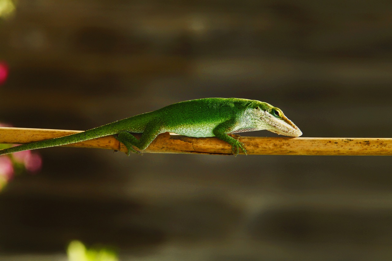 lizard green nature free photo