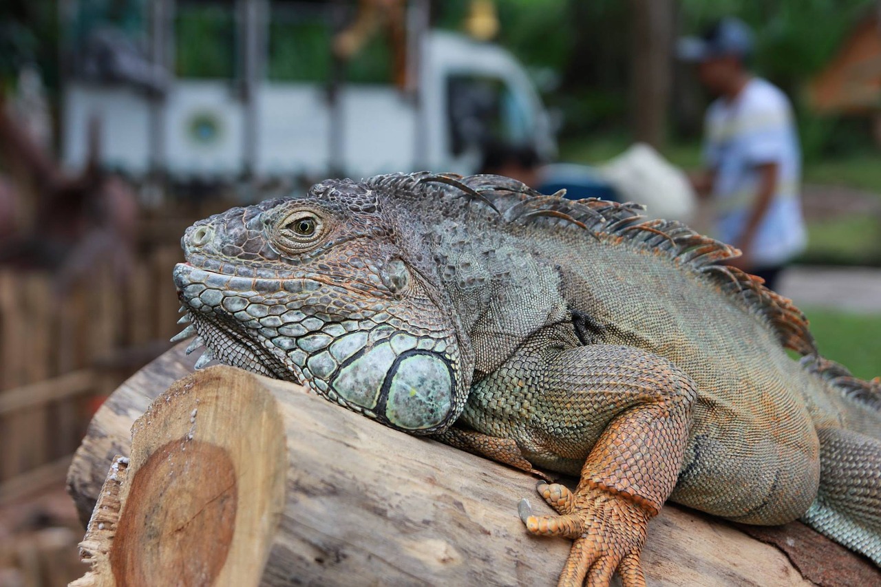 lizard safari big wood free photo