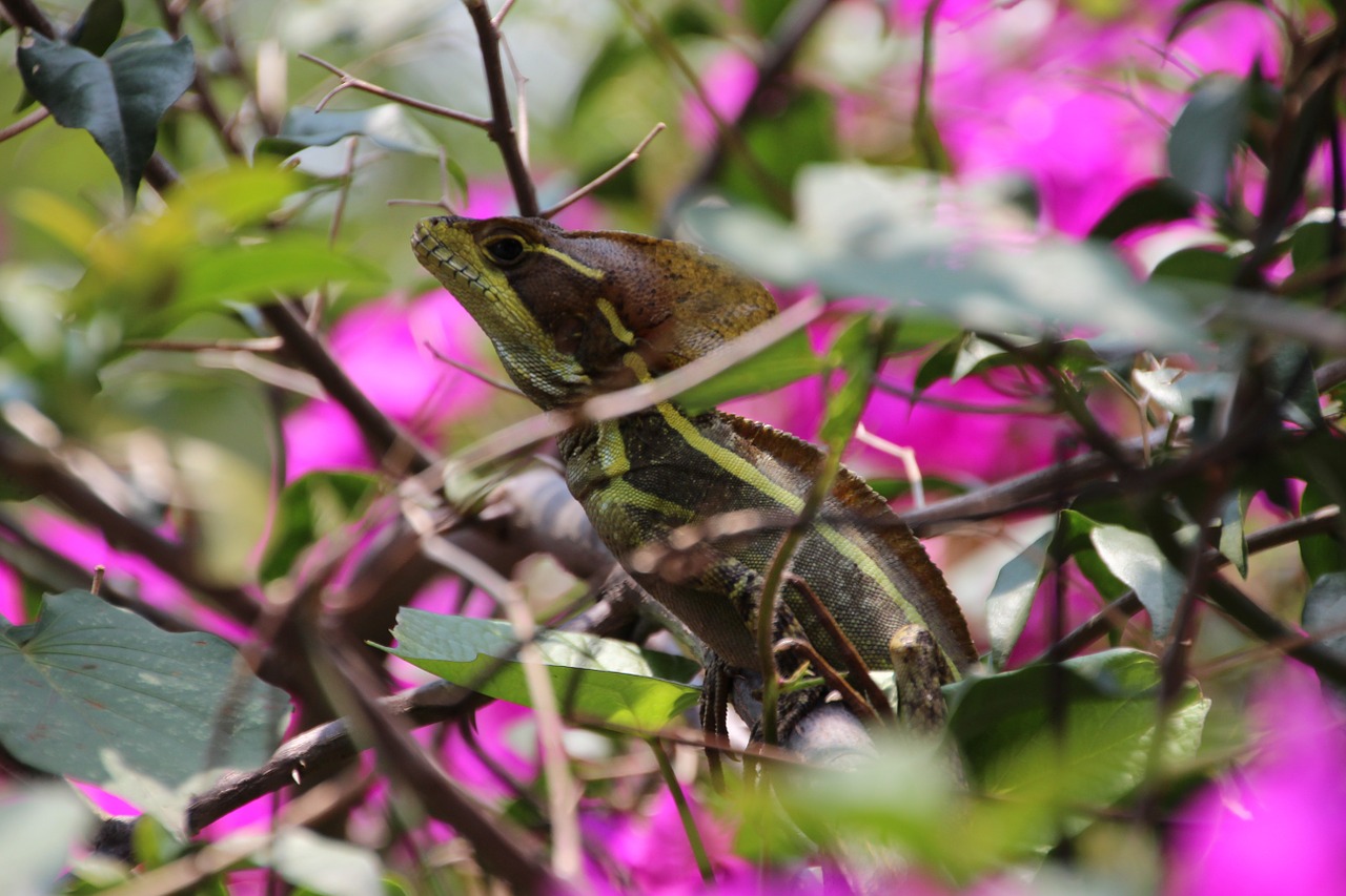 lizard animal world nature free photo