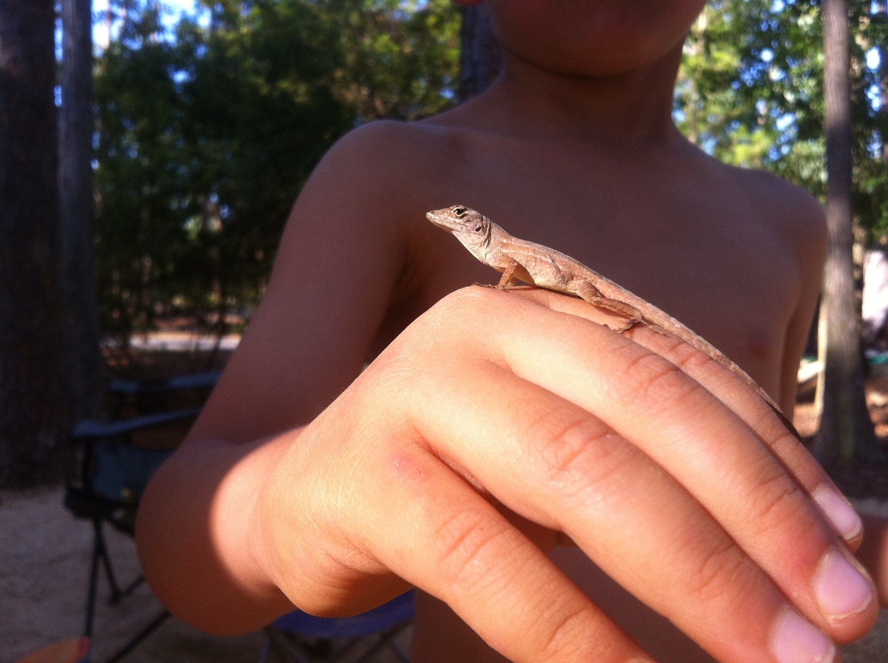 lizard hand florida free photo