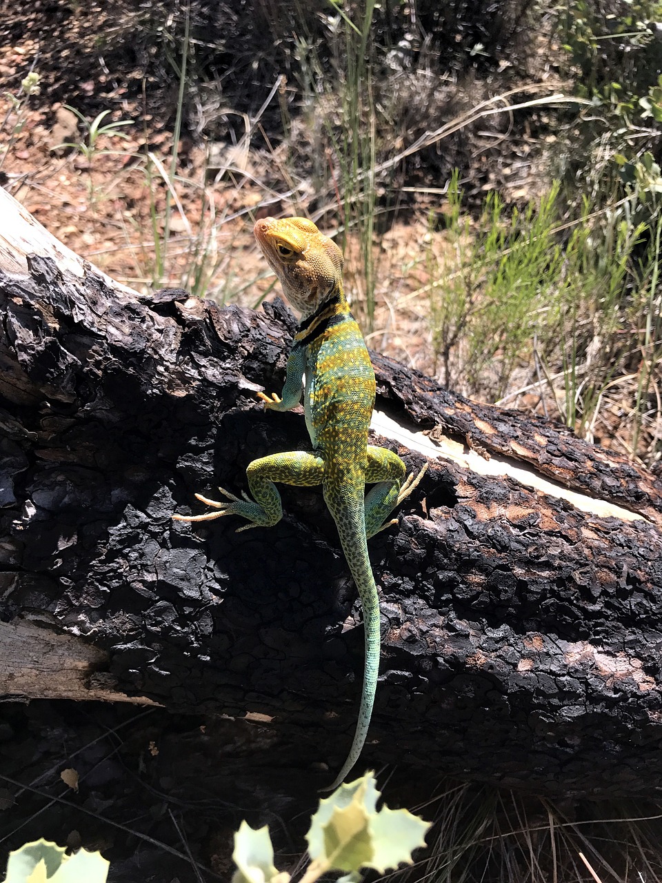 lizard reptiles eastern collard free photo