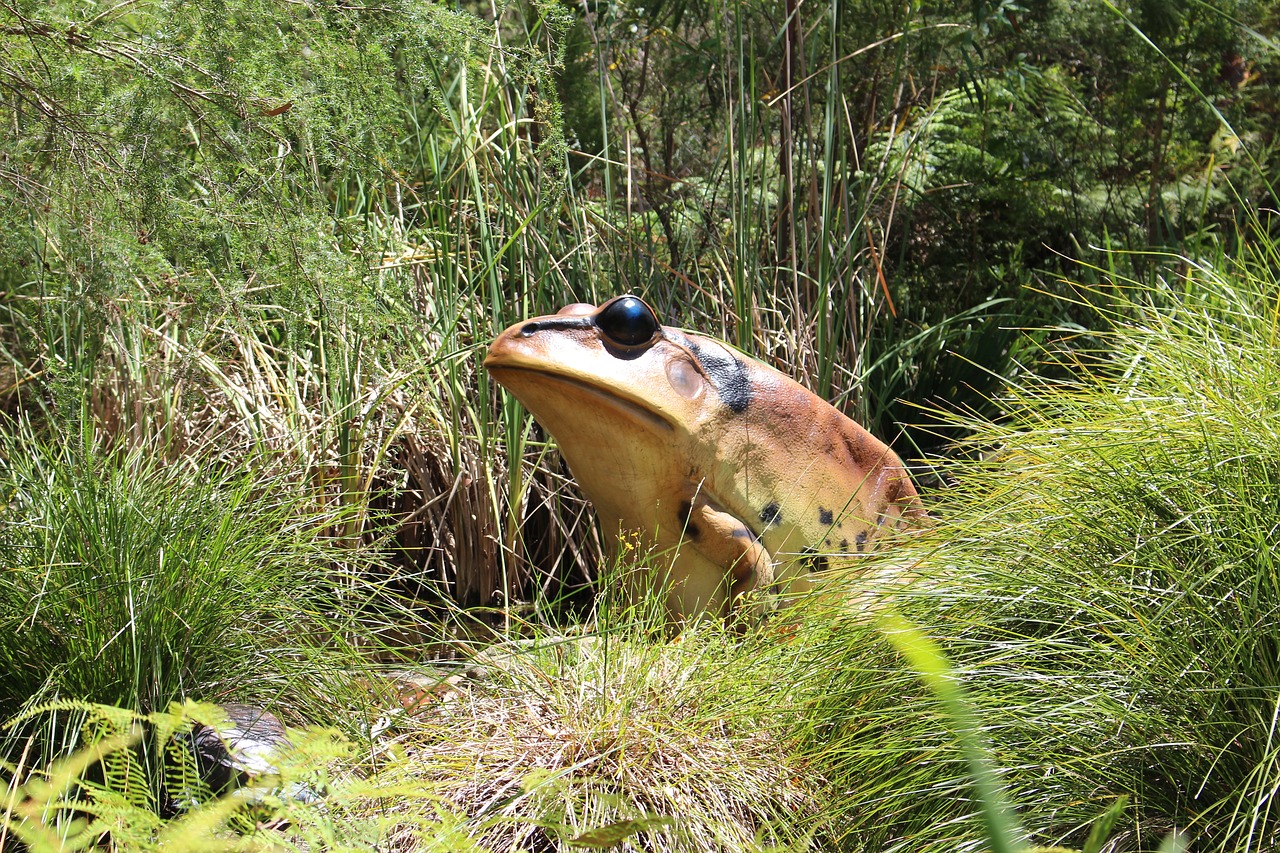 lizard with starring free photo