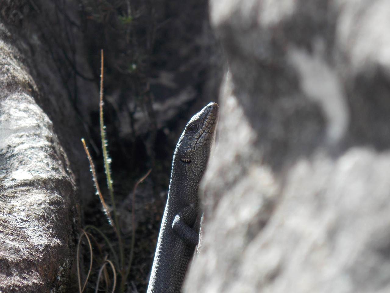 lizard nature reptile free photo