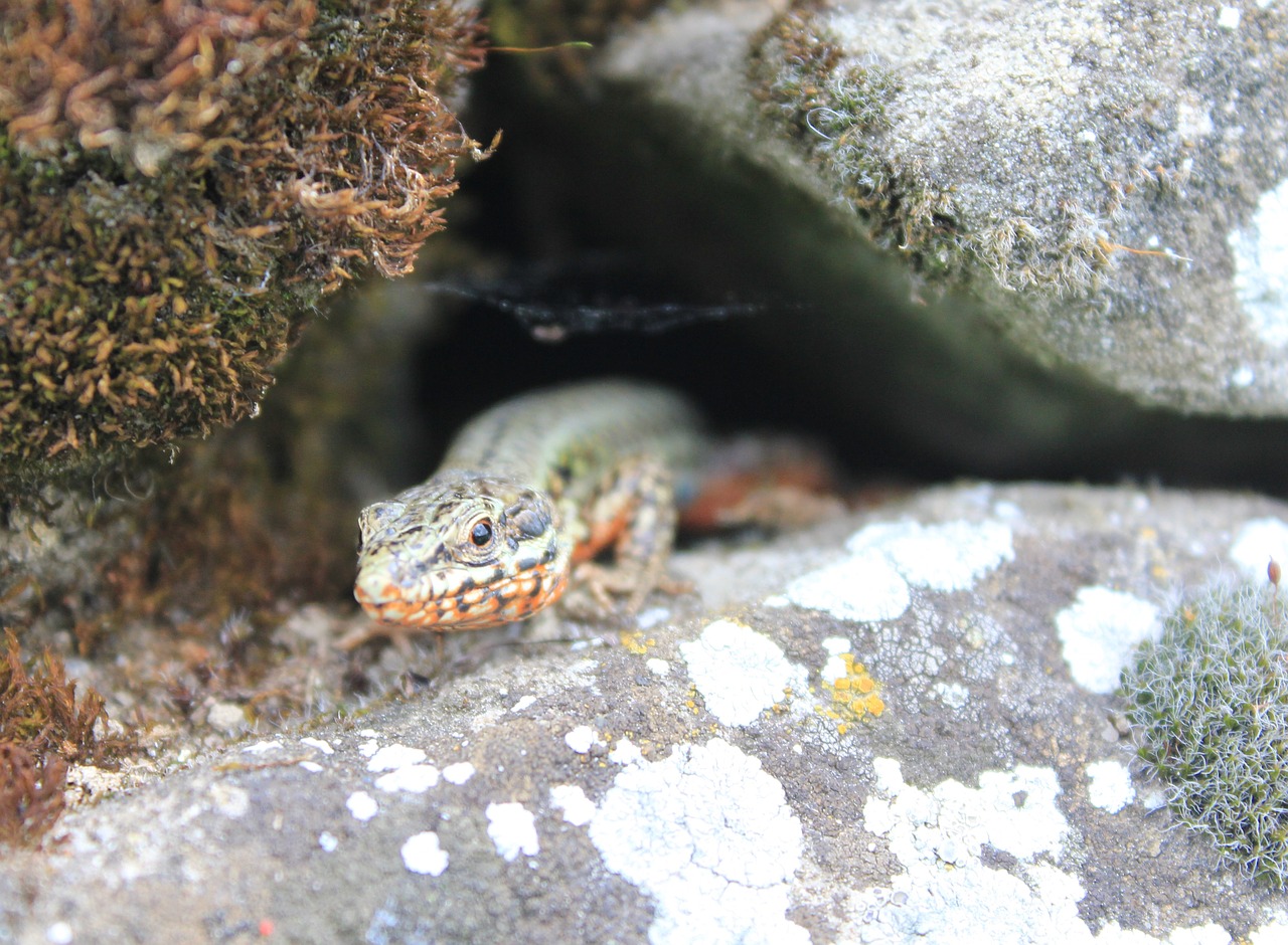 lizard masonry nature free photo