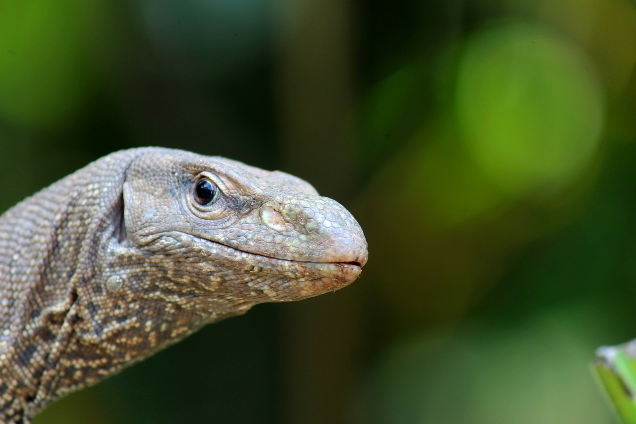 lizard reptile varanus free photo