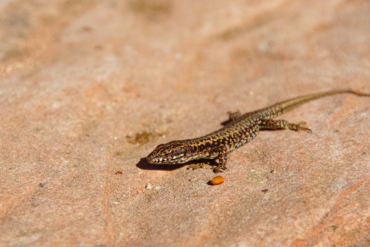 lizard reptile animal free photo