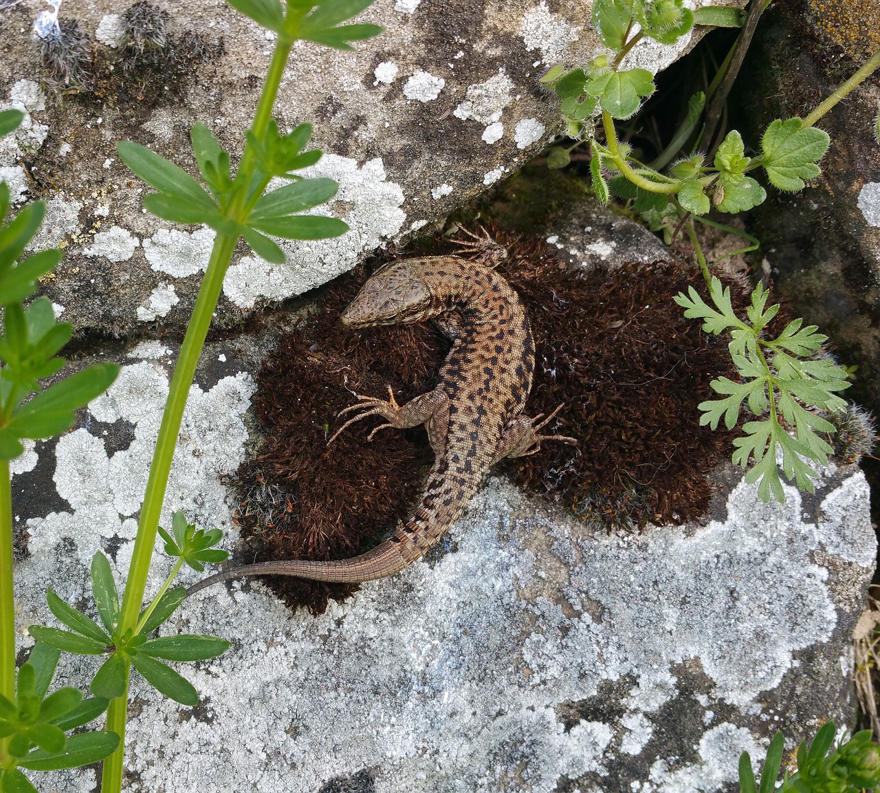 lizard nature reptile free photo