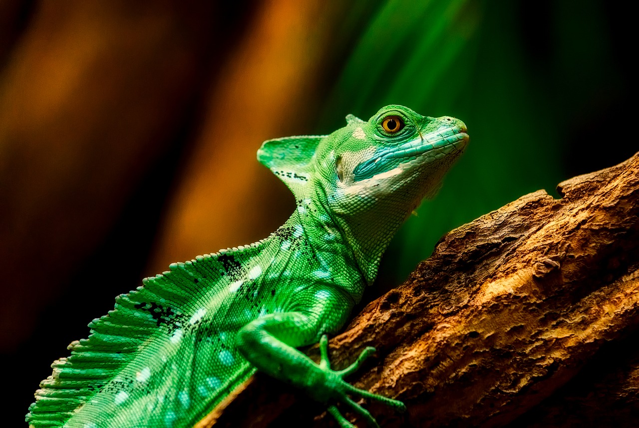 lizard reptile closeup free photo