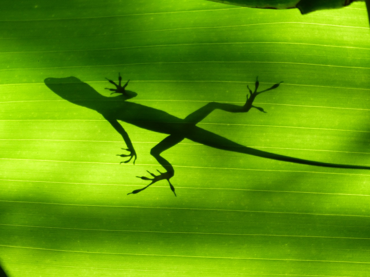 lizard green martinique free photo