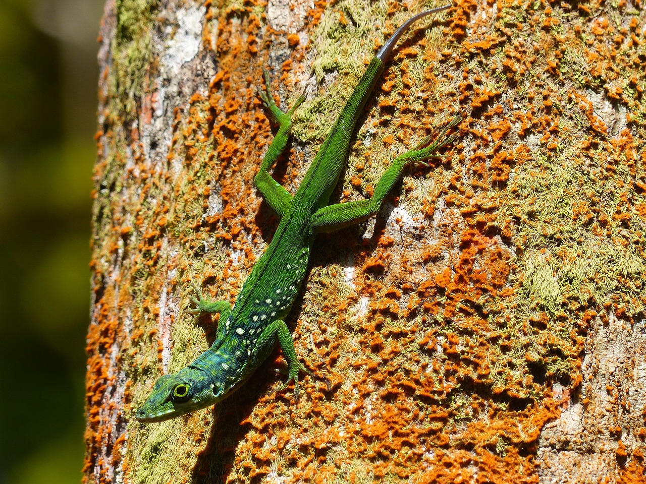 lizard green animal free photo