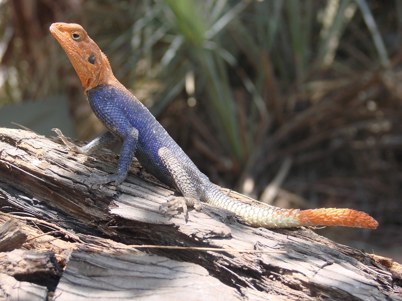 lizard blue namibia free photo