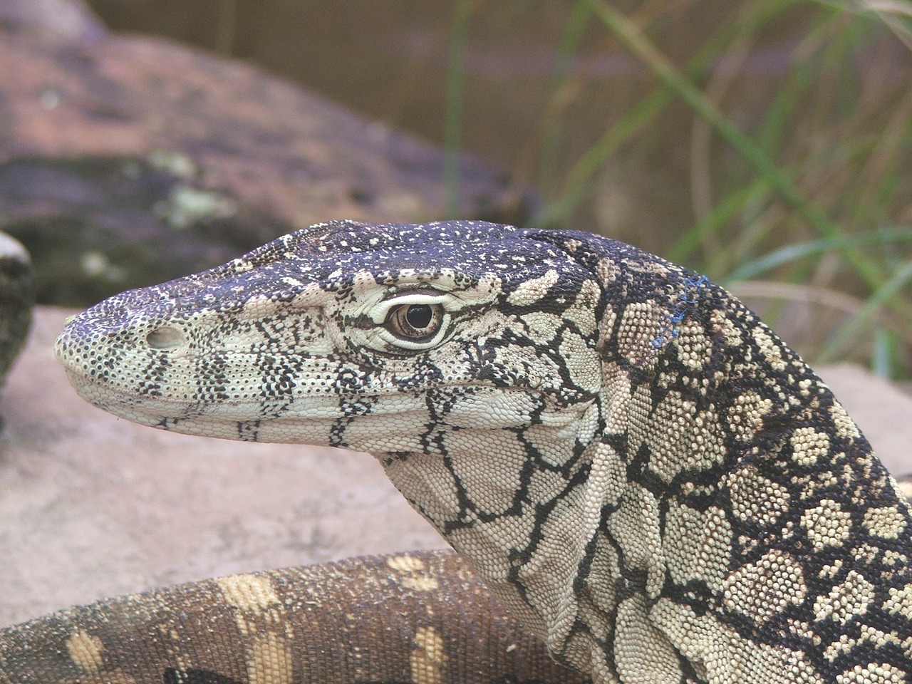 lizard zoo reptile free photo