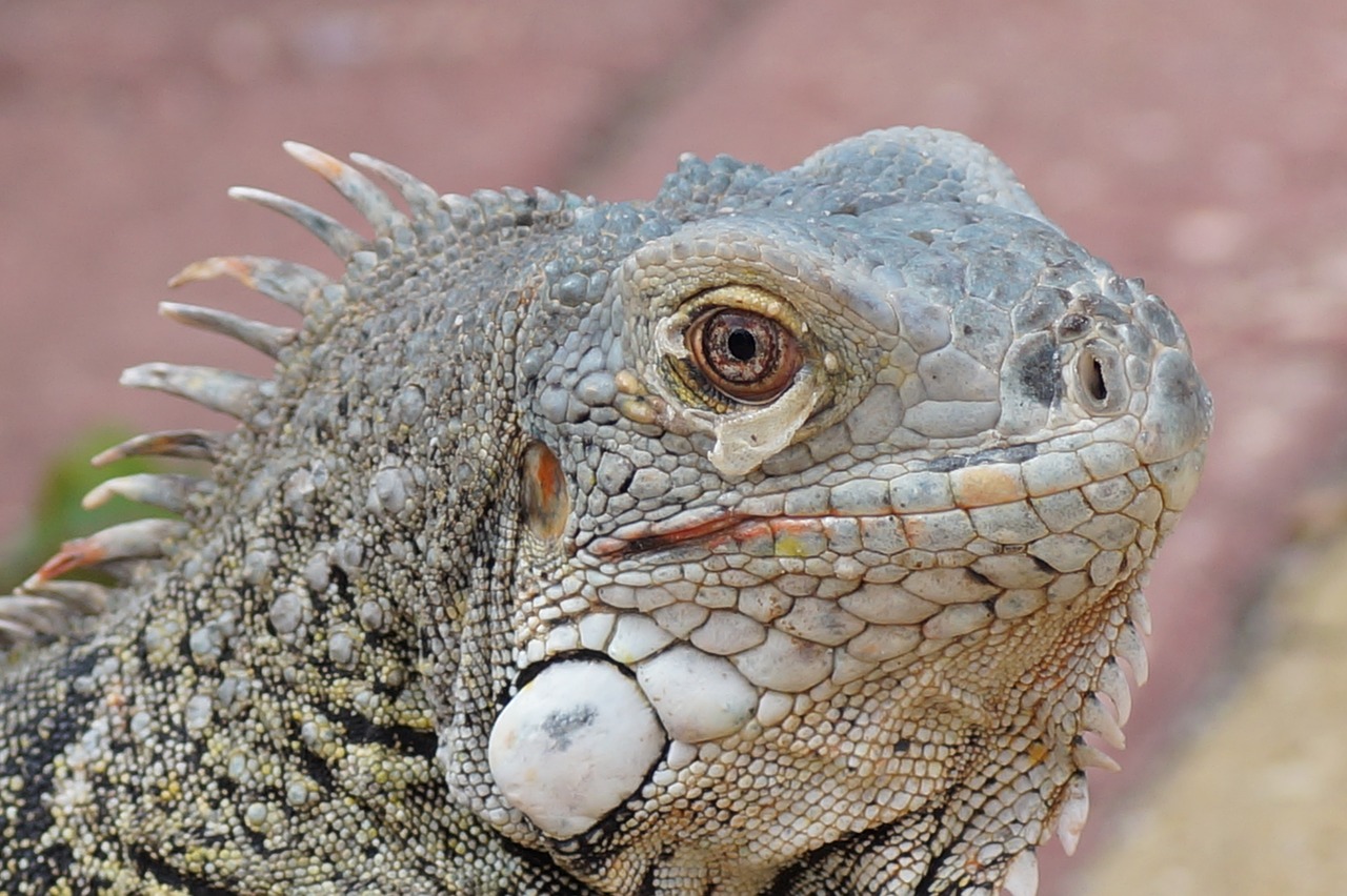 lizard reptile animal free photo