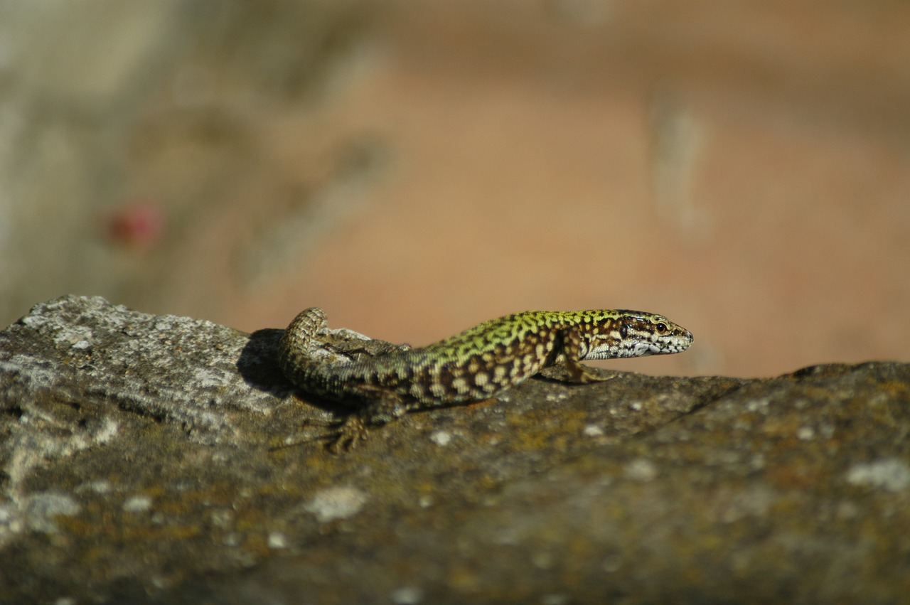 lizard animal fauna free photo