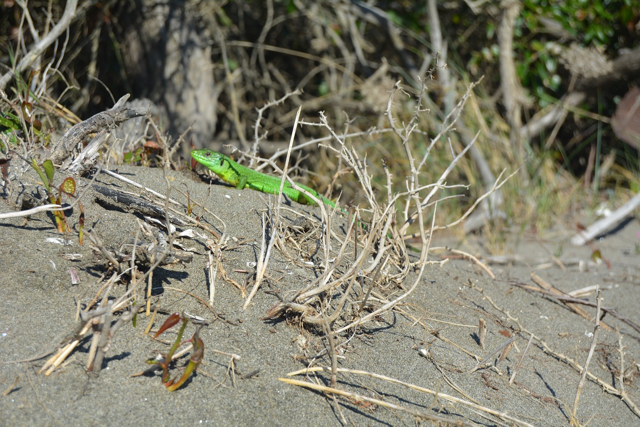 lizard sand sun free photo