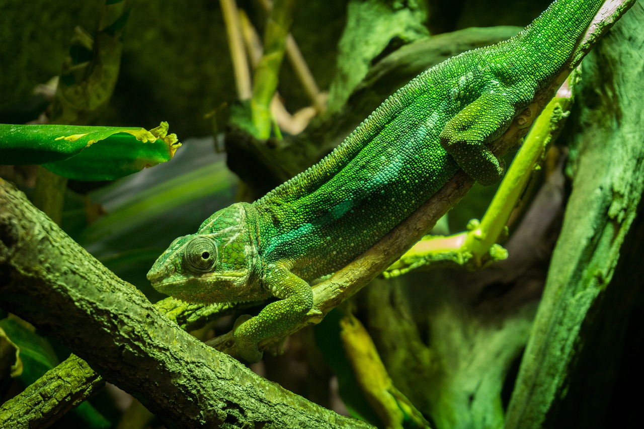 lizard green gecko free photo