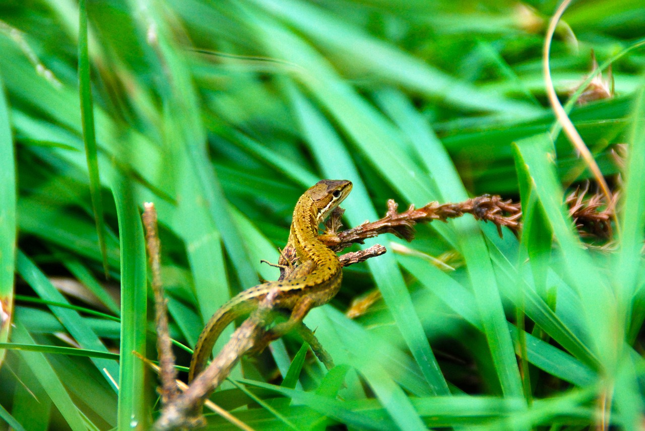 lizard reptile nature free photo