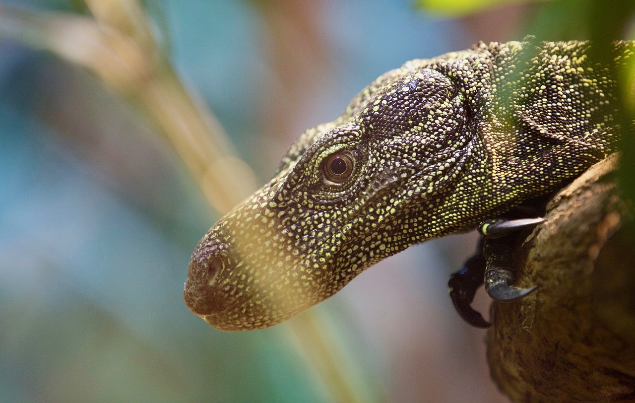 lizard animal reptile free photo