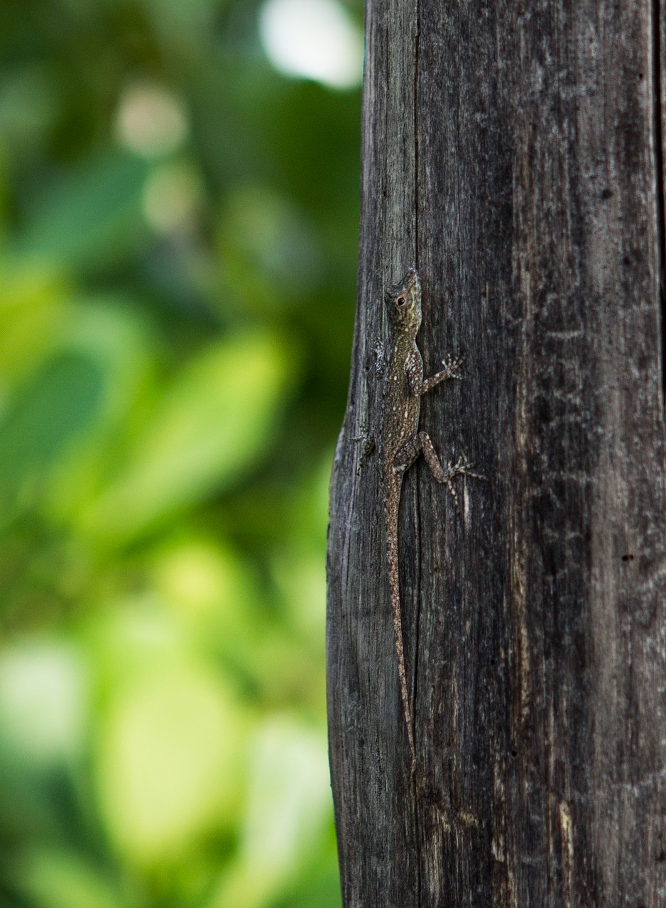 lizard tree wild free photo