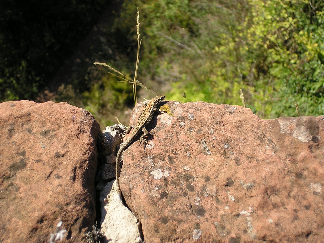 lizard nature animal free photo