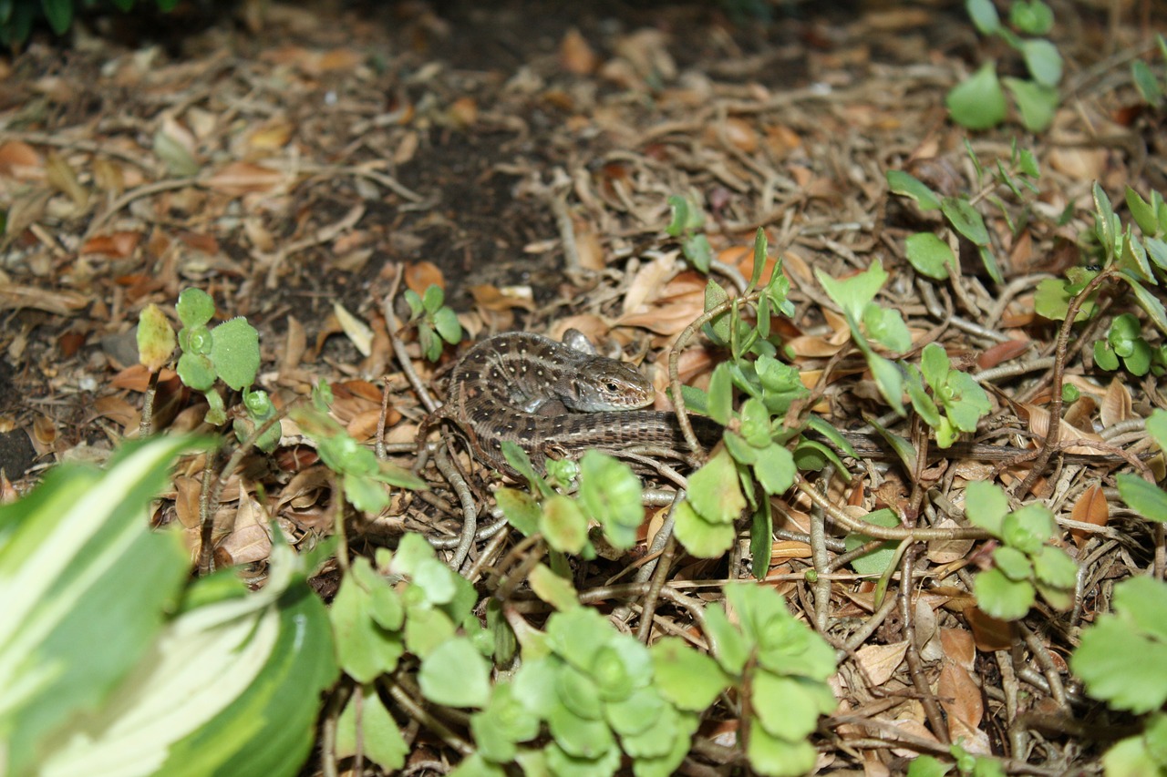 lizard animal reptile free photo