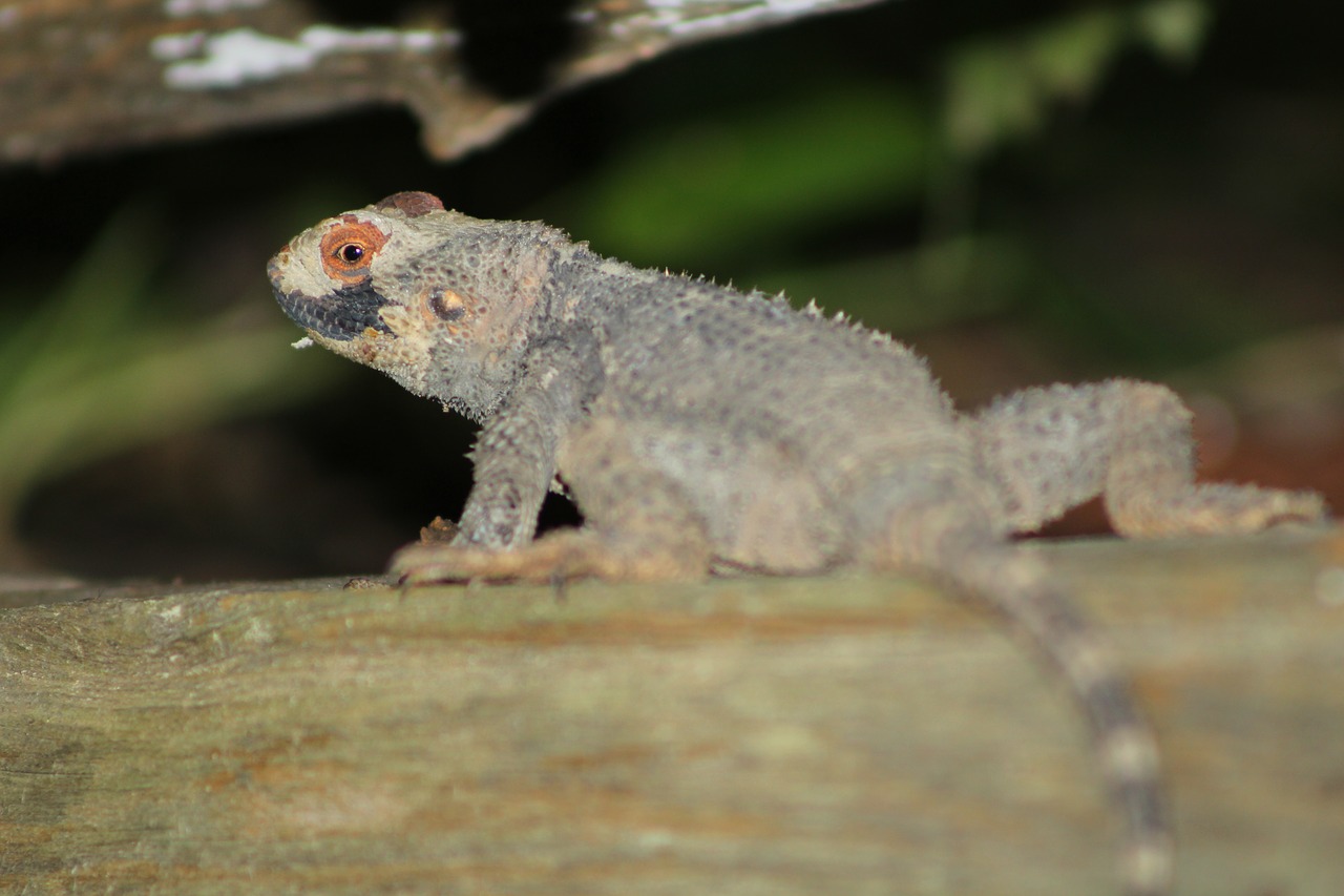 lizard animal reptile free photo