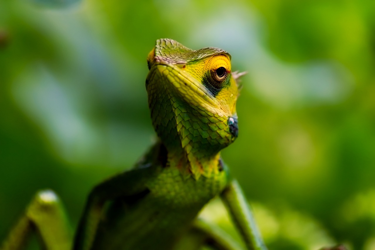 lizard reptile wildlife free photo