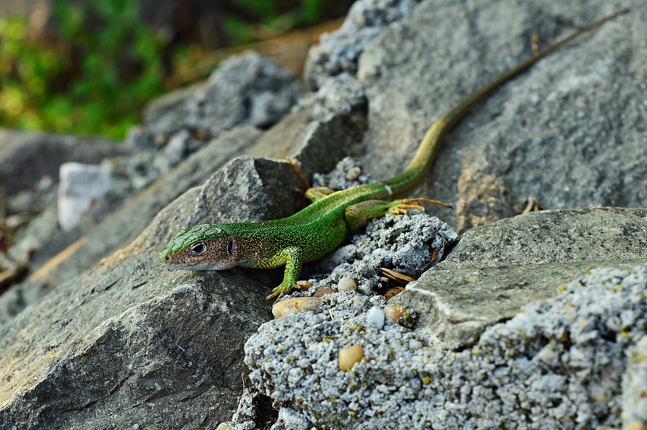 lizard green lizard reptile free photo