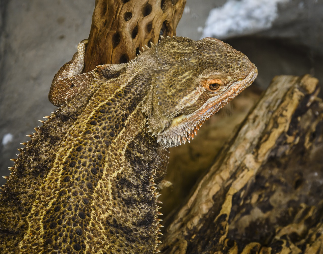 lizard brown reptile free photo