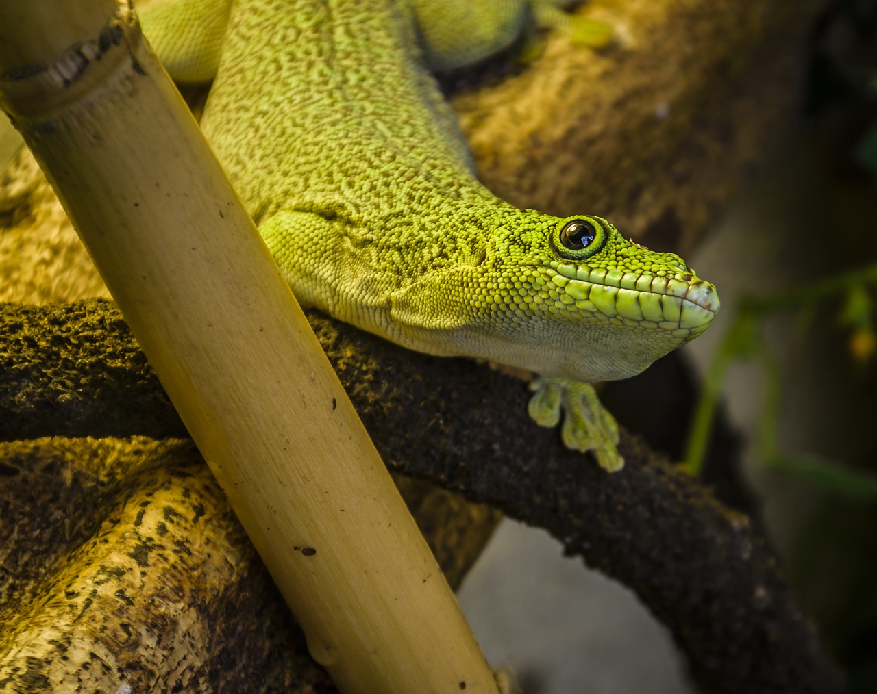 lizard green wildlife free photo