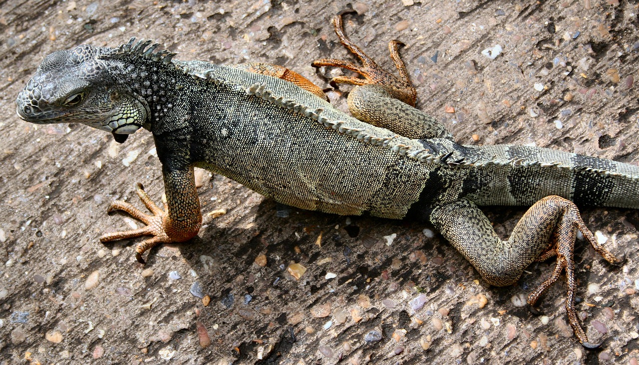 lizard iguana reptile free photo